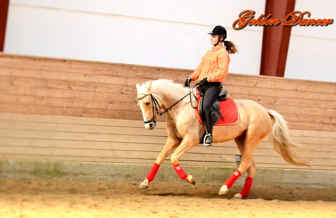 Anden særlig race GOLDEN DANCER (Lille Mus) billede 3