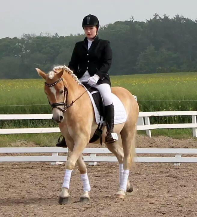 Haflinger Ålebækgård Winaro - bjergby rideklub LD2 65,95% 1 plads billede 3