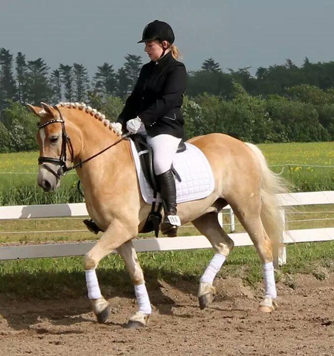 Haflinger Ålebækgård Winaro - Bjergby rideklub LD2 65,95% 1 plads billede 4