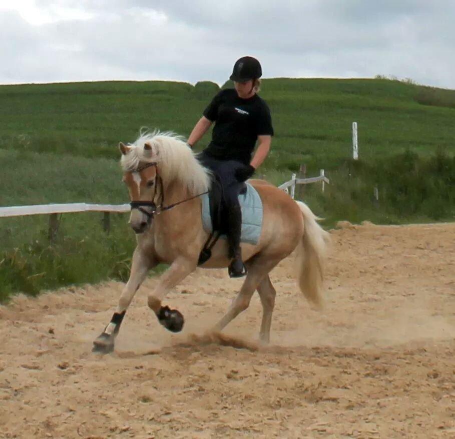 Haflinger Ålebækgård Winaro billede 5