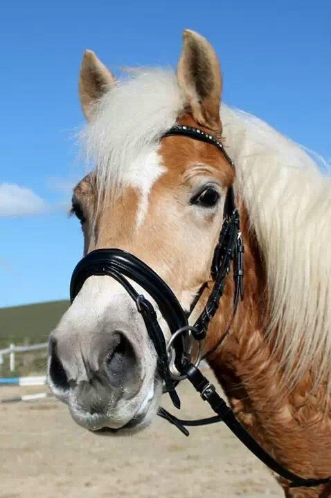 Haflinger Ålebækgård Winaro billede 7