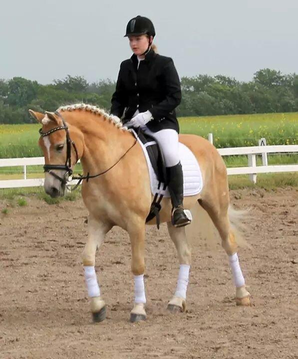 Haflinger Ålebækgård Winaro - Bjergby rideklub LD2 65,95 % 1 plads billede 2