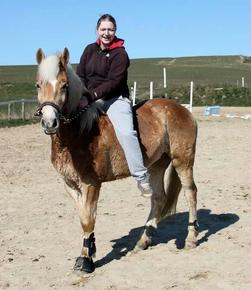 Haflinger Ålebækgård Winaro billede 8