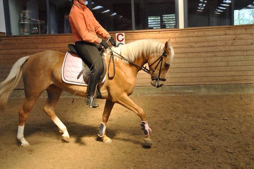 Anden særlig race GOLDEN DANCER (Lille Mus) billede 13