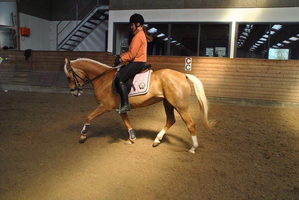 Anden særlig race GOLDEN DANCER (Lille Mus) billede 12