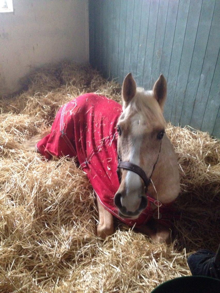 Anden særlig race GOLDEN DANCER (Lille Mus) billede 18