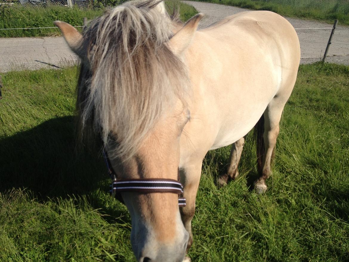 Fjordhest Luna - Vil du noget? :-) billede 1