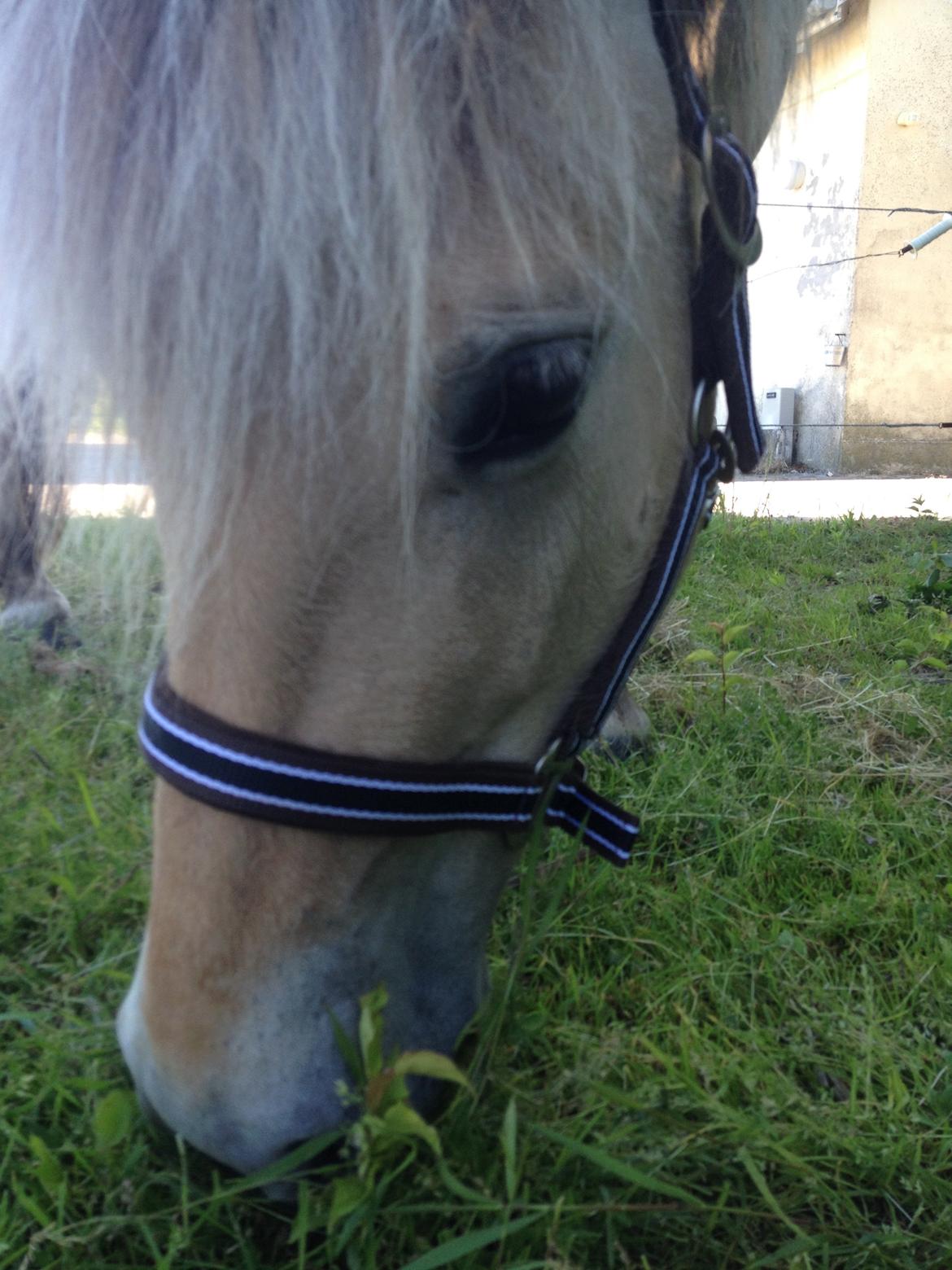 Fjordhest Luna - Smukke hoved billede 2