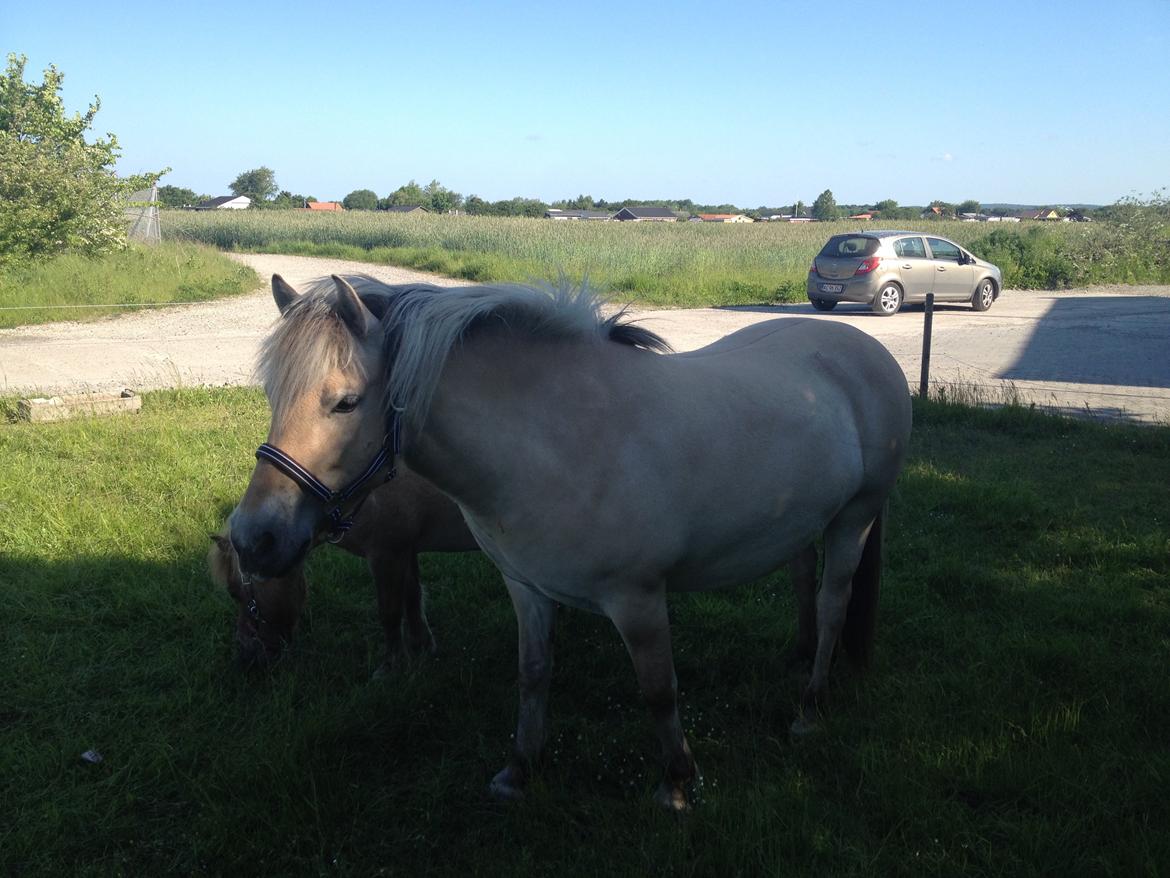 Fjordhest Luna - Dejligt med lidt skygge :-) billede 3