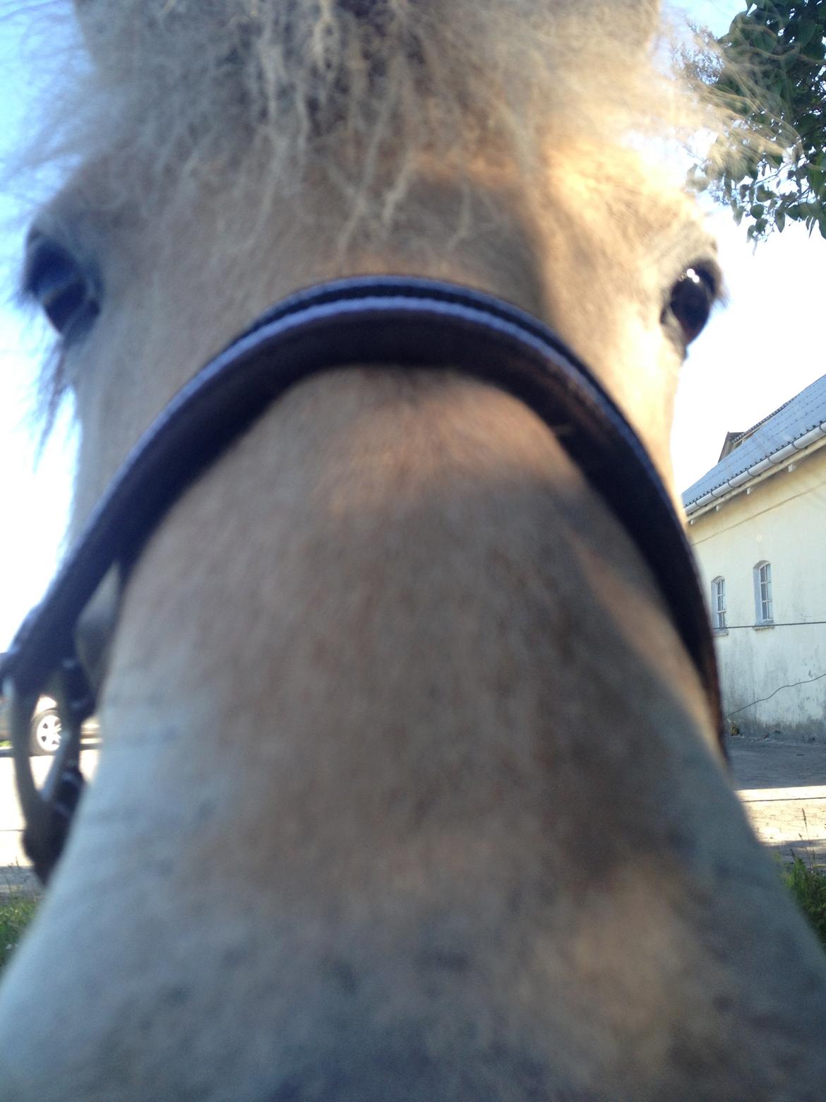 Fjordhest Luna - In the face :-) billede 4