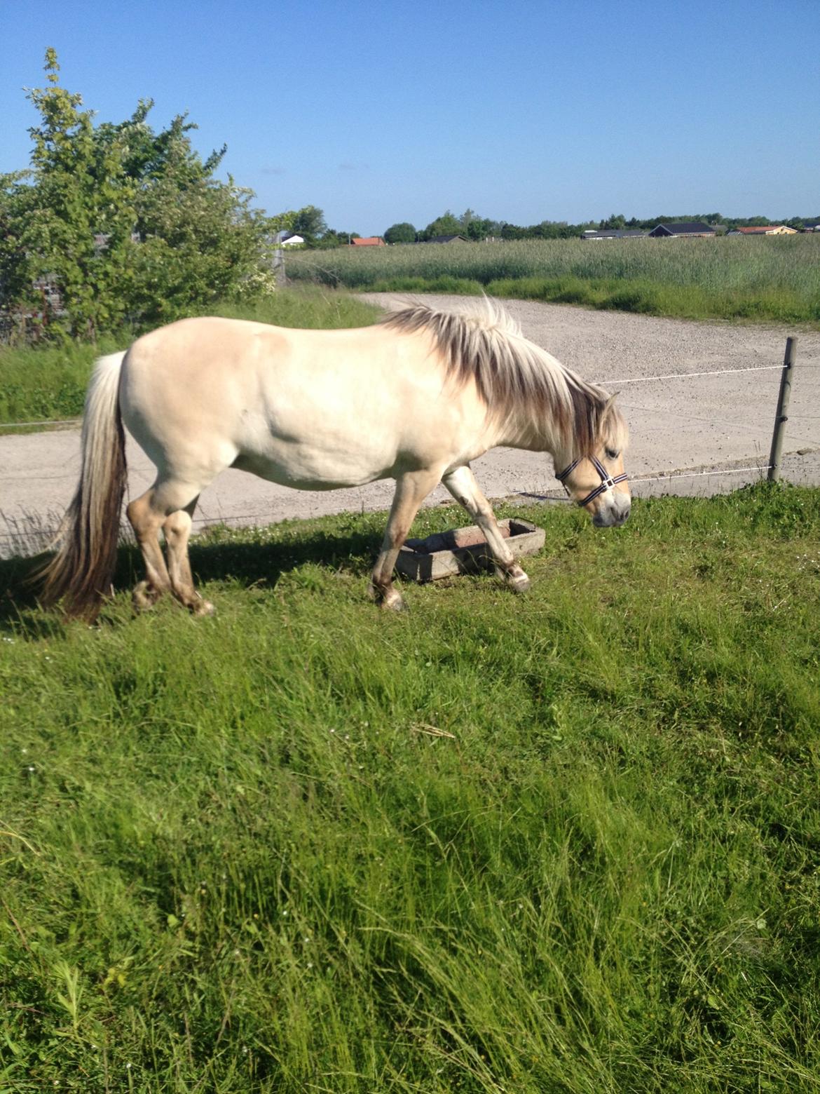Fjordhest Luna - Tyk? Naaaaj da :-) billede 5