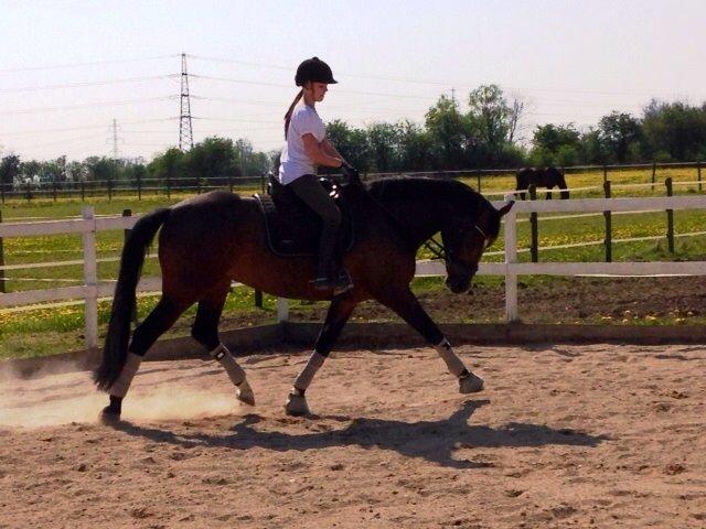 Dansk Varmblod Quanta La Mera Kilen billede 11