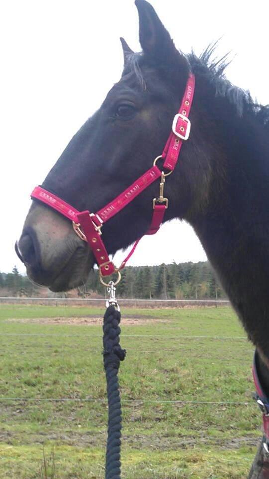 Oldenborg Pirana billede 9