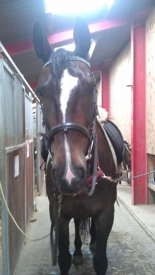 Oldenborg Pirana - Du er en stjerne <3  billede 10