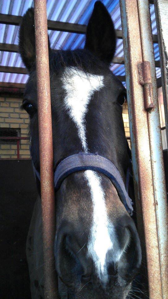 Oldenborg Pirana billede 15