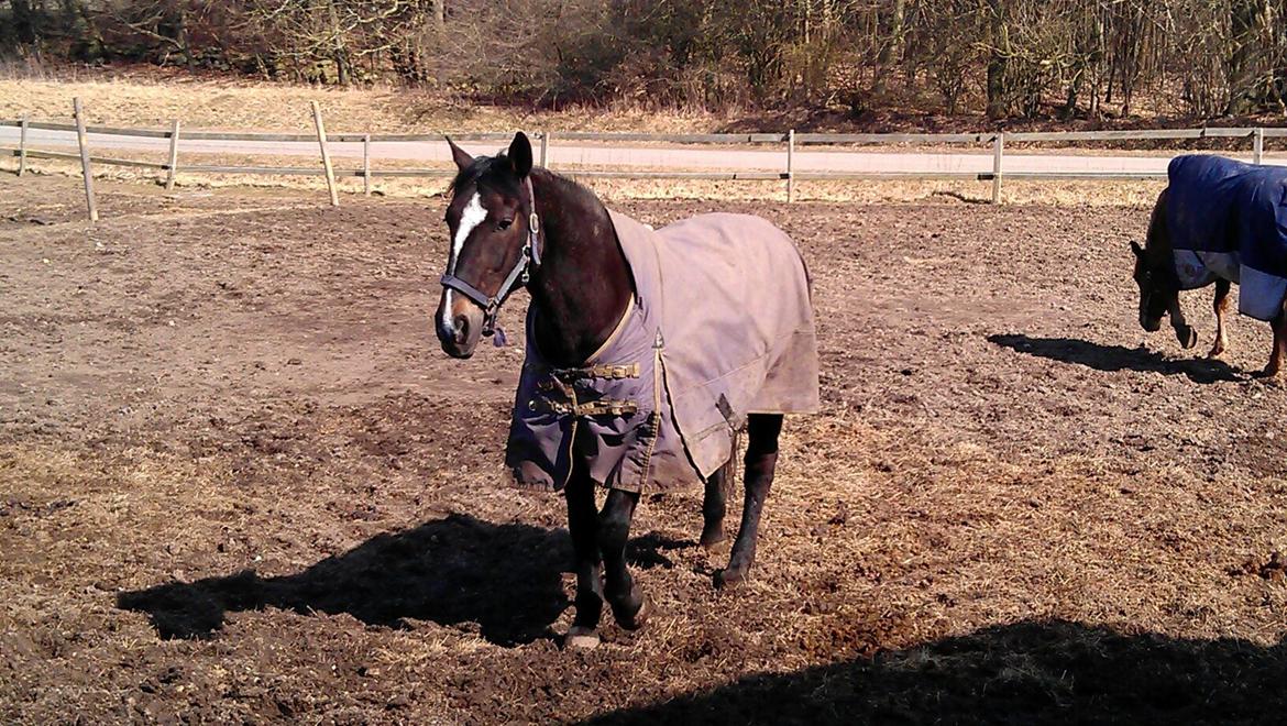 Oldenborg Pirana - Ja min lille solstråle <3 billede 16