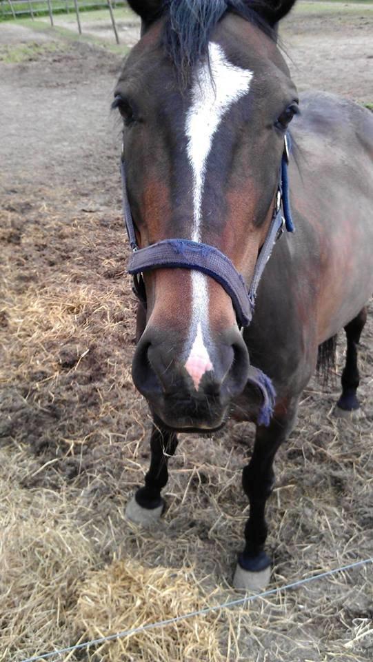 Oldenborg Pirana - Nej nej han tigger slet ikke ;) billede 17