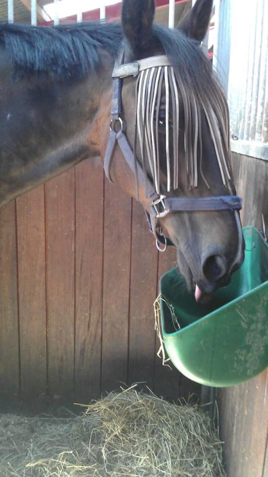 Oldenborg Pirana - Lige kommet tilbage fra sommerfold  billede 18