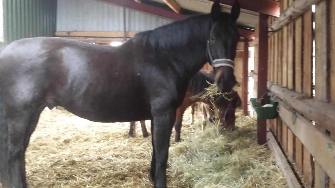 Oldenborg Toke - Toke efter han fik ordnet manen billede 3