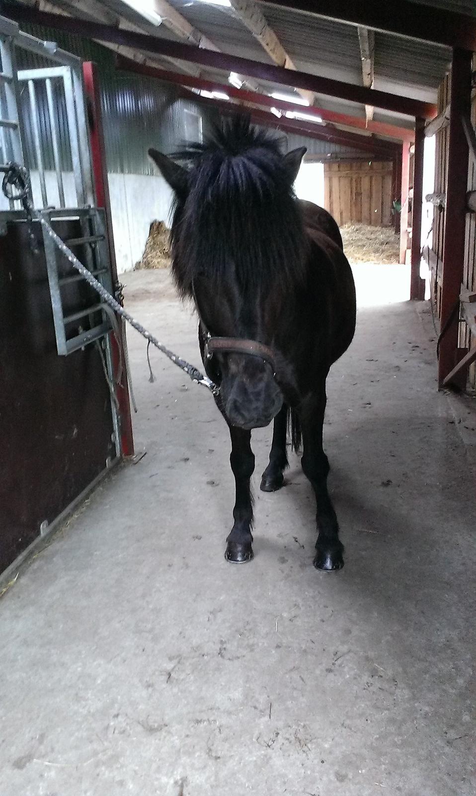 Islænder Svertla fra Røde Mølle billede 1