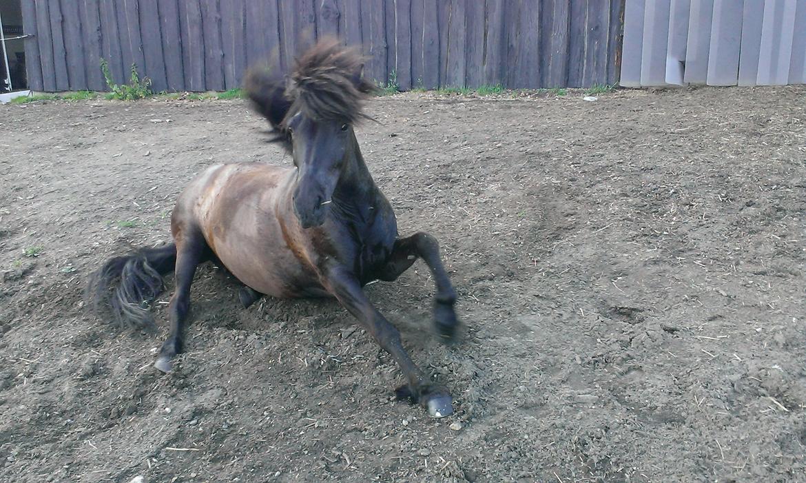 Islænder Svertla fra Røde Mølle billede 5