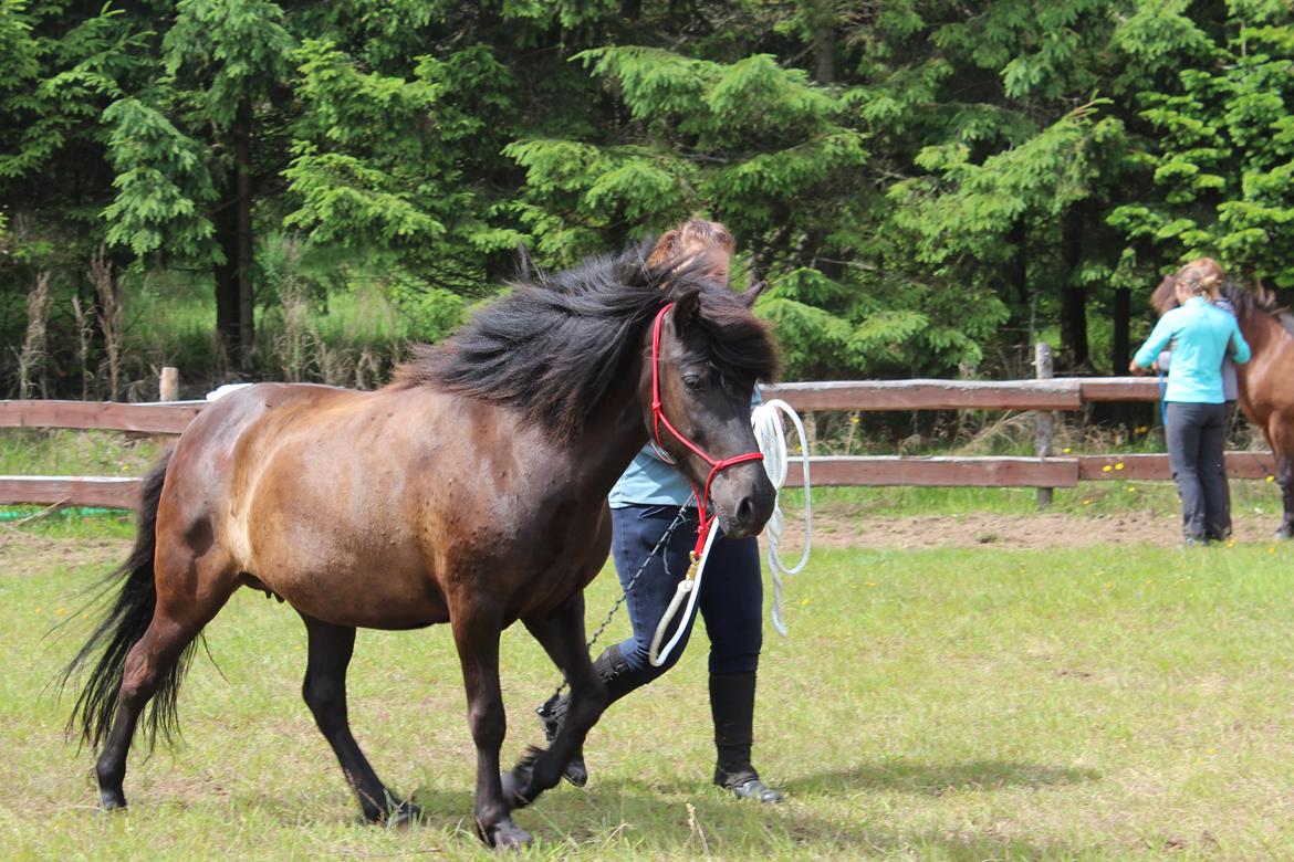 Islænder Svertla fra Røde Mølle - Fra kursuset ''Vejen til hestens hjerte -og dit eget! Uforglemmelig dag! billede 6