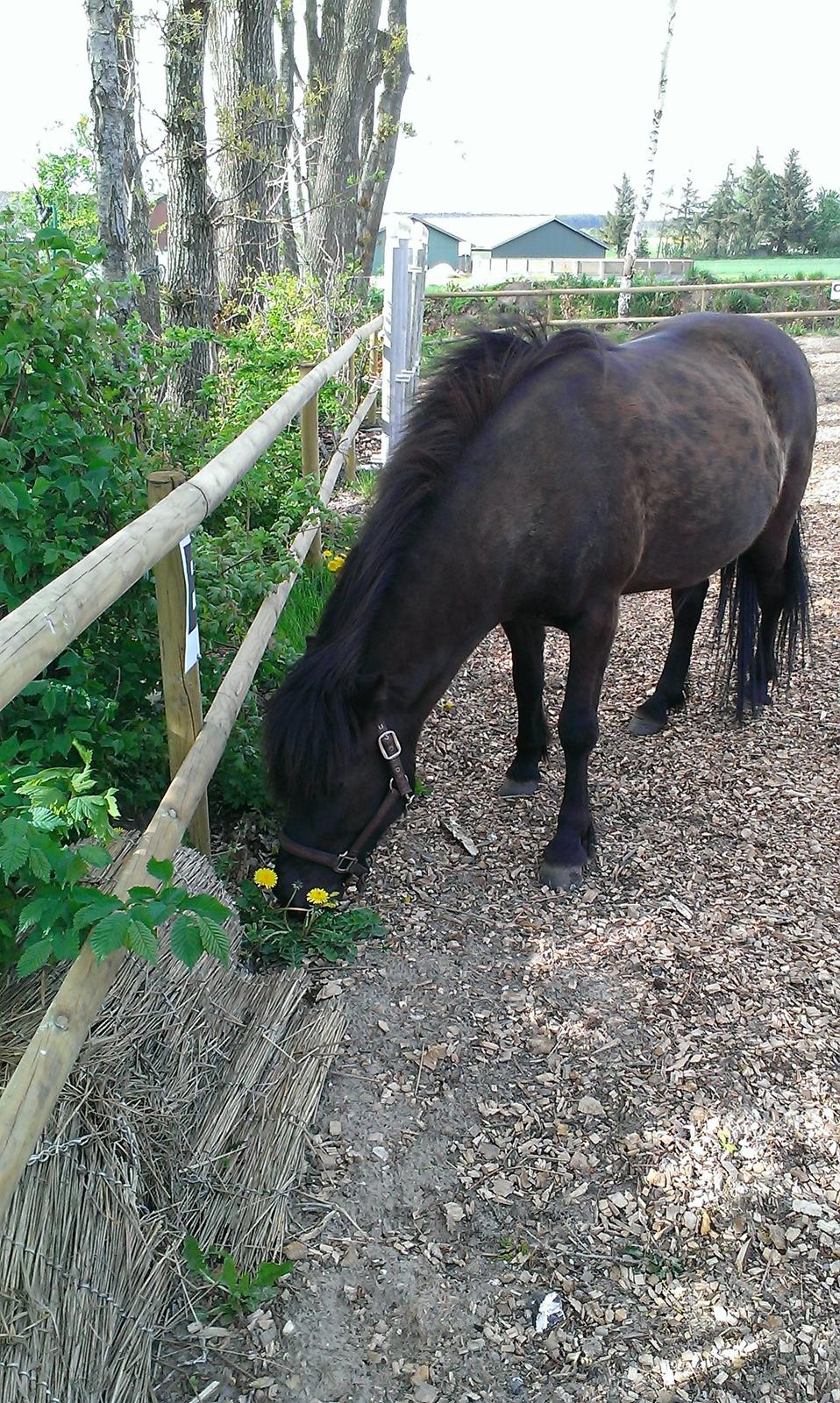 Islænder Svertla fra Røde Mølle billede 3