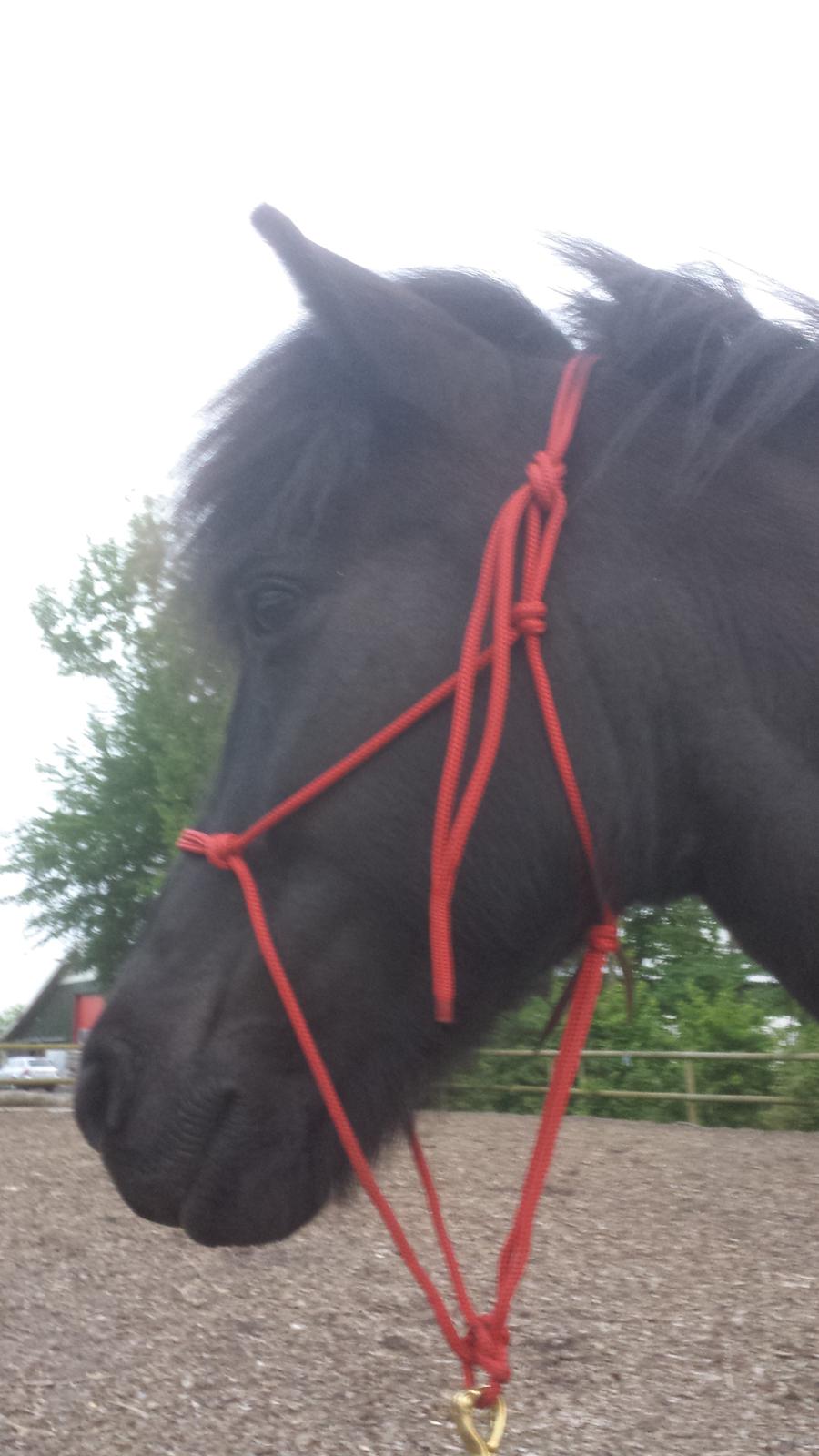 Islænder Svertla fra Røde Mølle billede 7