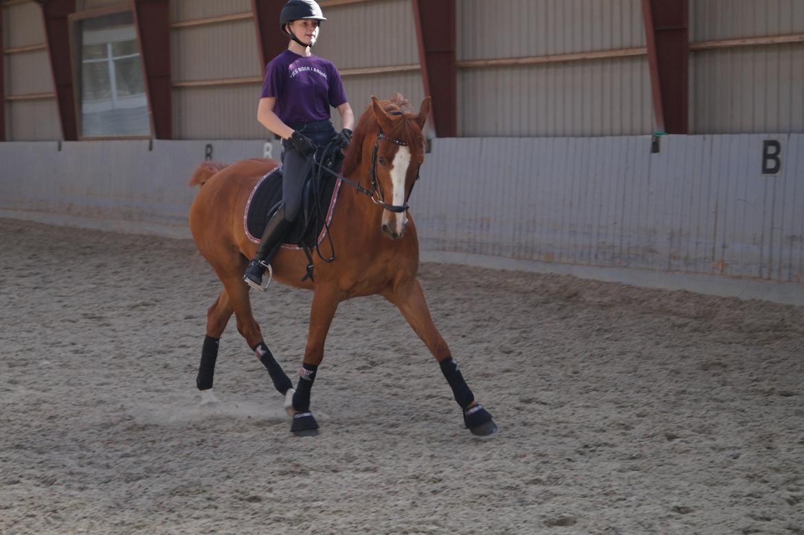 DSP Lintrupgaards spirit - - Lidt sandkasse rytter er vi vel.. billede 16