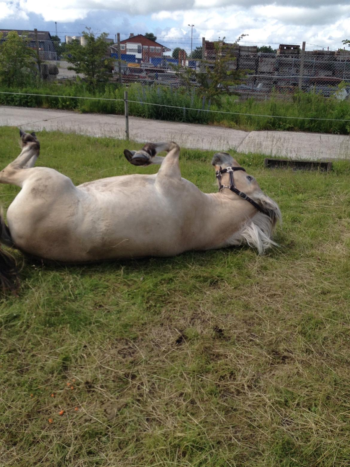 Fjordhest Luna - Godt med en god ruller, når det klør. billede 6