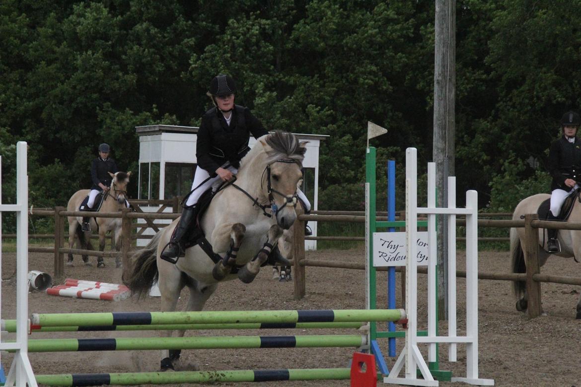 Fjordhest Tango!&lt;3 - Fra st&#230;vnet i Birken!&lt;3(Foto: Skov Foto) billede 16