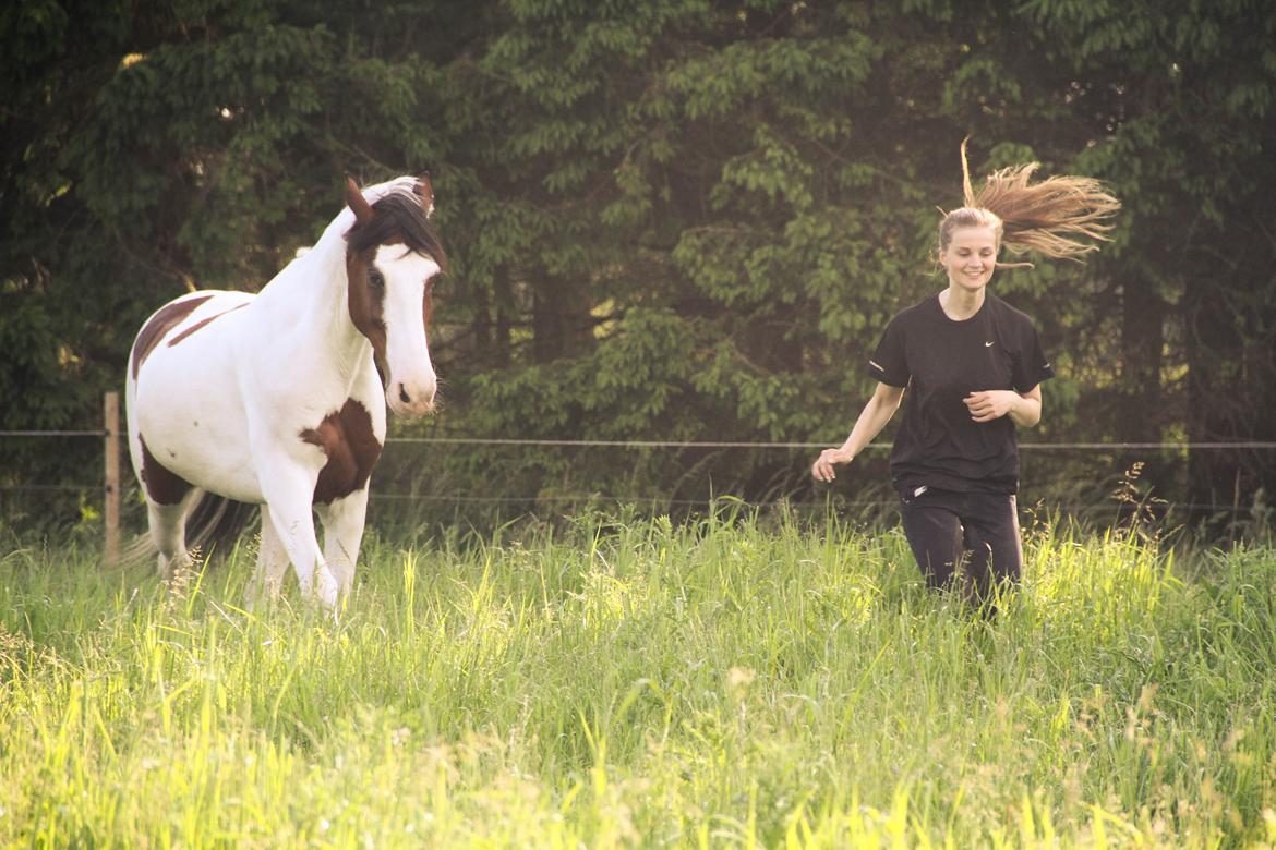 Anden særlig race Bronco billede 11