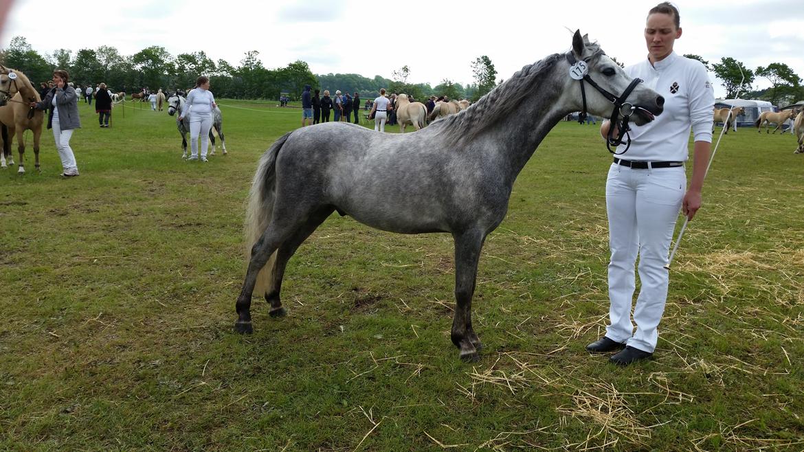 Welsh Pony (sec B) Mirain Simba billede 1