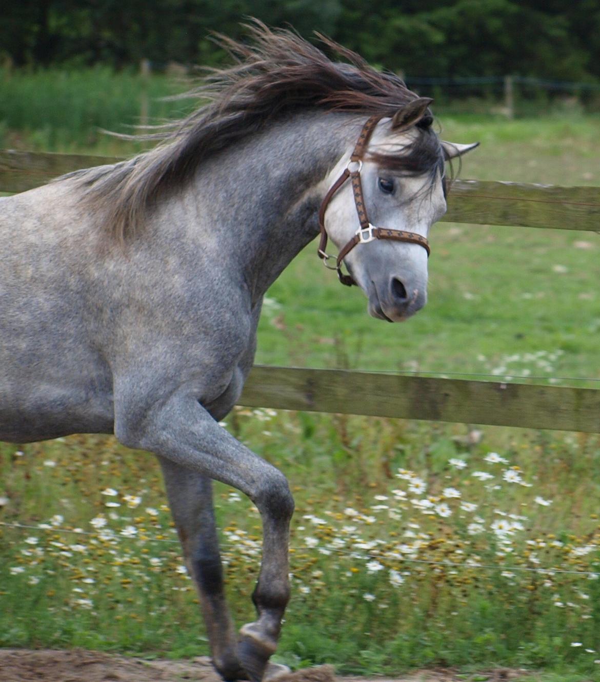 Welsh Pony (sec B) Mirain Simba billede 4