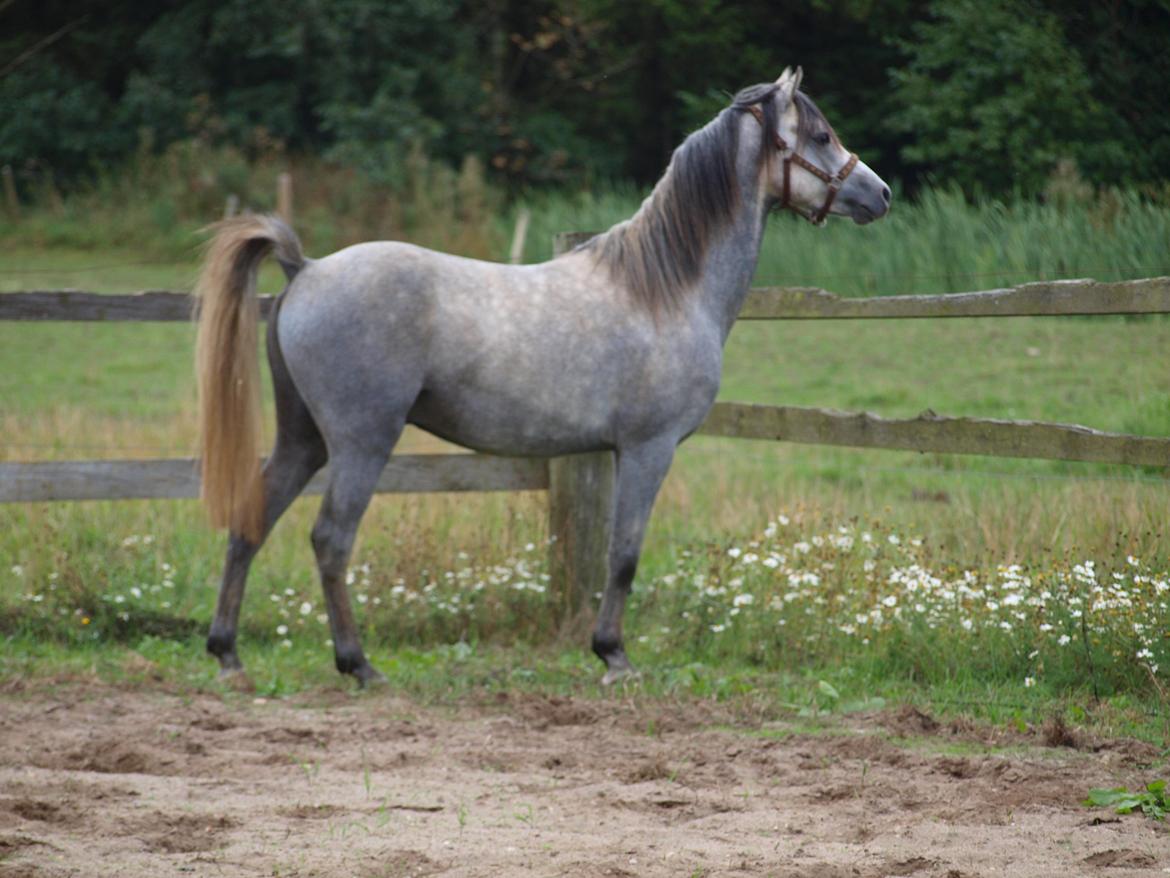 Welsh Pony (sec B) Mirain Simba billede 3