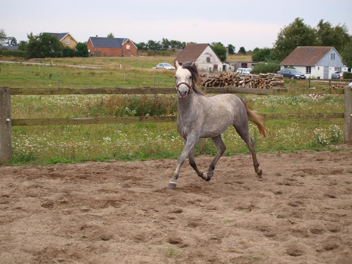 Welsh Pony (sec B) Mirain Simba billede 5