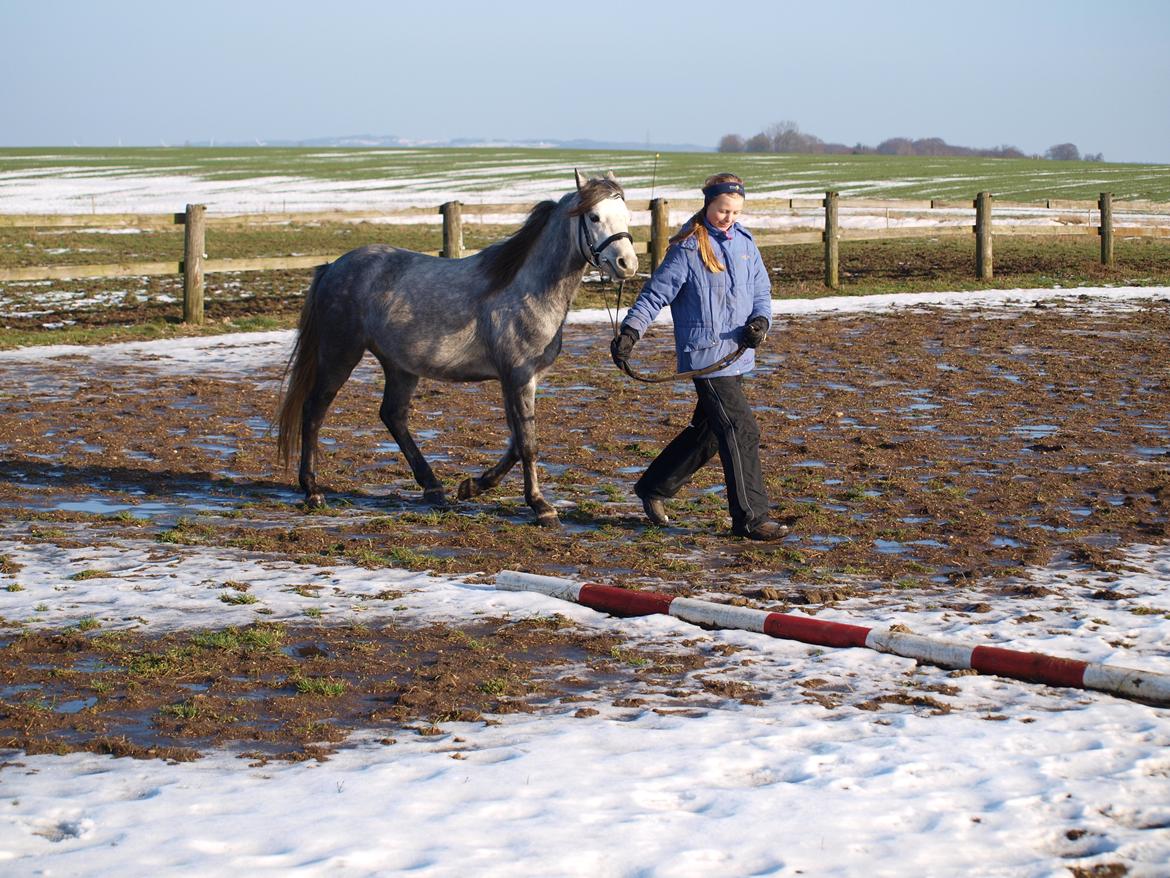 Welsh Pony (sec B) Mirain Simba billede 9