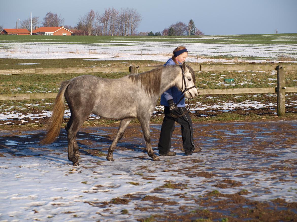 Welsh Pony (sec B) Mirain Simba billede 8