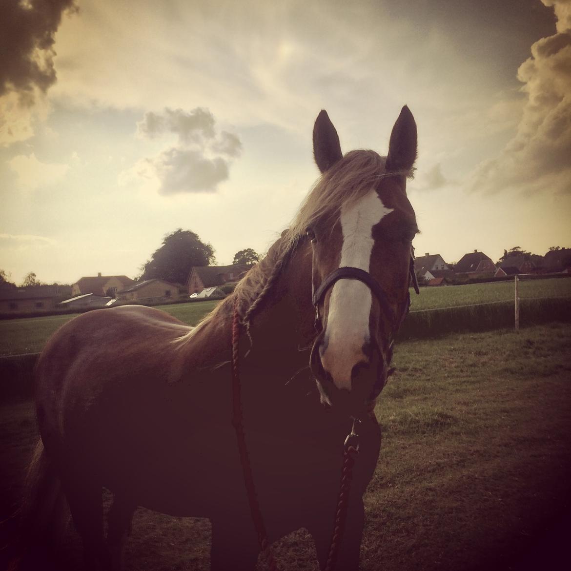 Welsh Cob (sec D) Epona *prinsesse* billede 13