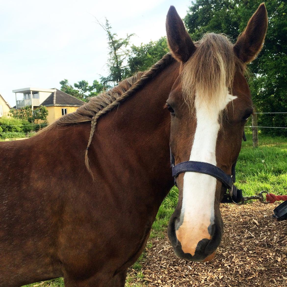 Welsh Cob (sec D) Epona *prinsesse* billede 4