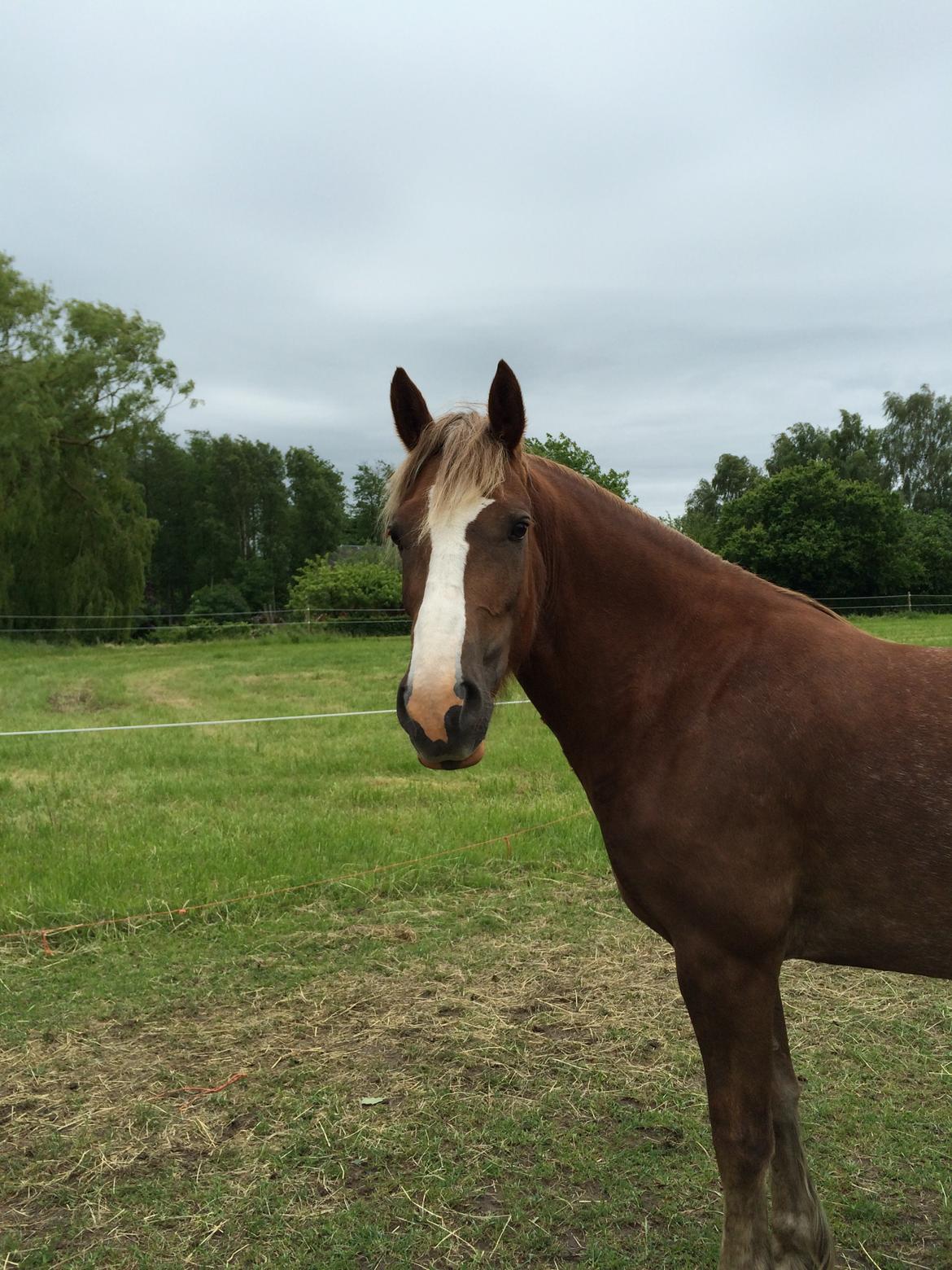 Welsh Cob (sec D) Epona *prinsesse* billede 6