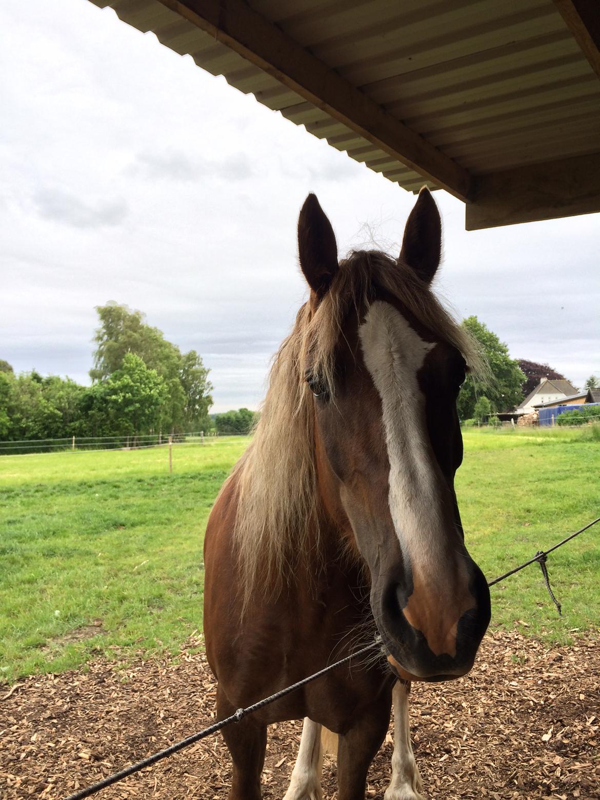 Welsh Cob (sec D) Epona *prinsesse* billede 7