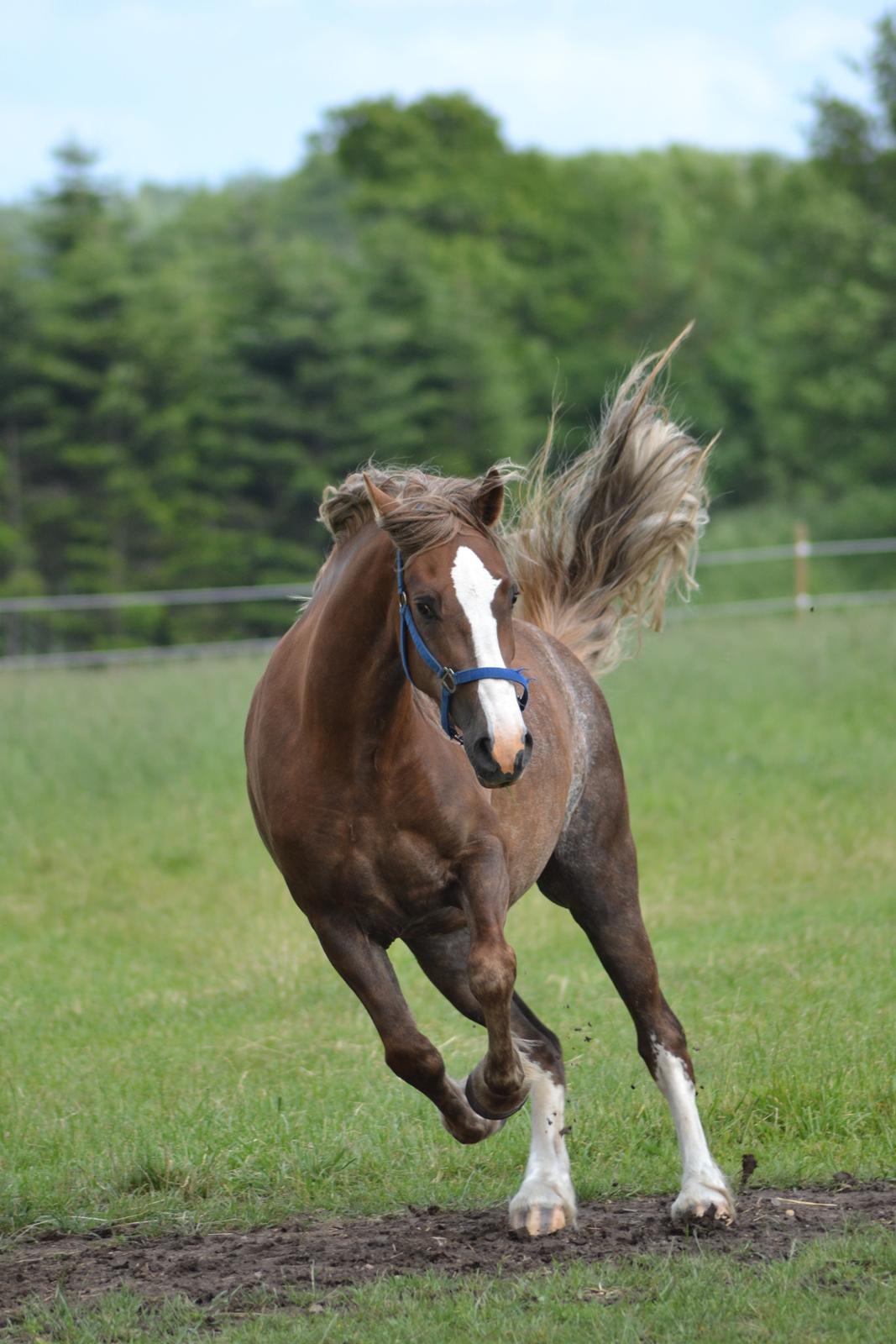 Welsh Cob (sec D) Epona *prinsesse* billede 3