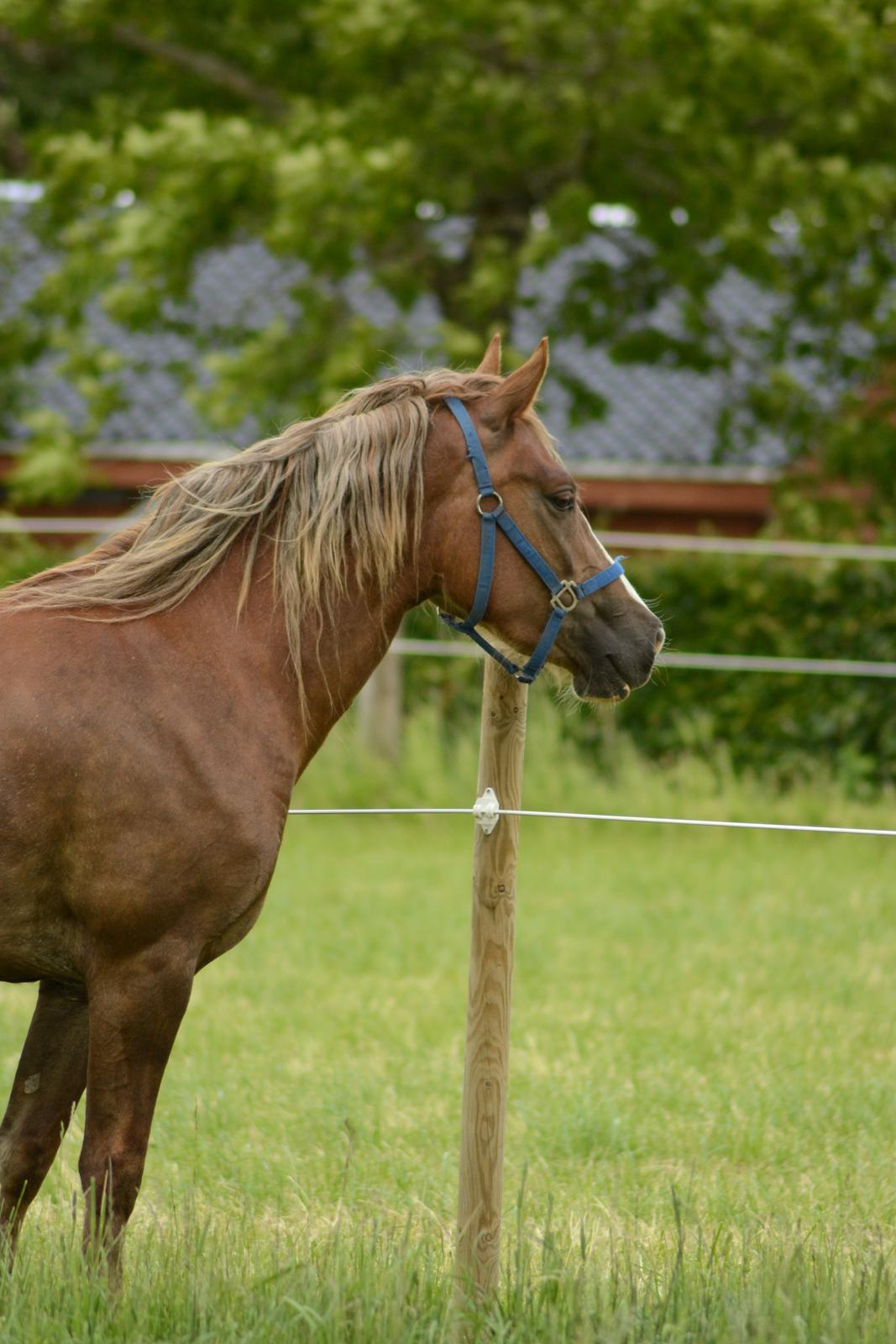 Welsh Cob (sec D) Epona *prinsesse* billede 10