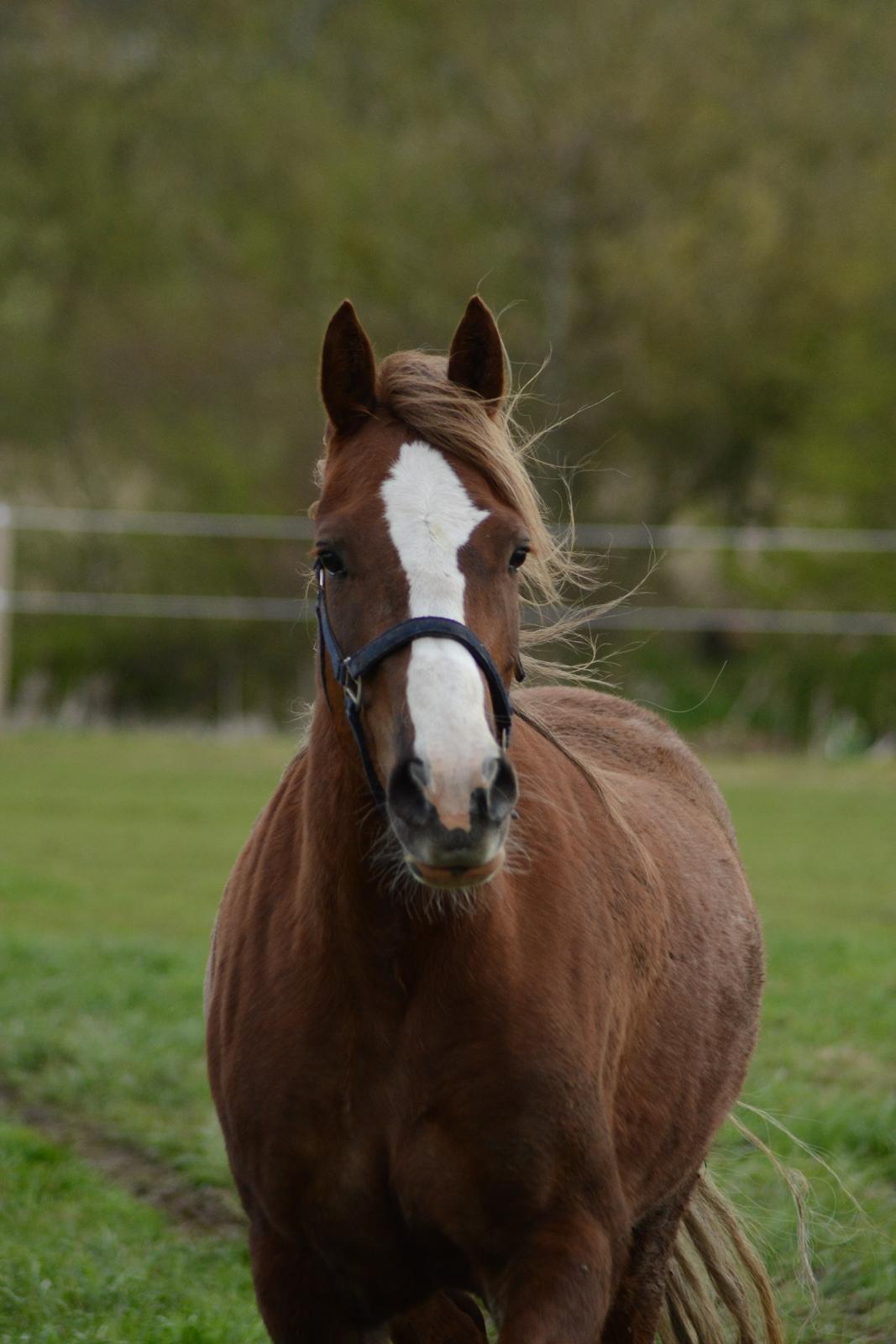 Welsh Cob (sec D) Epona *prinsesse* billede 16