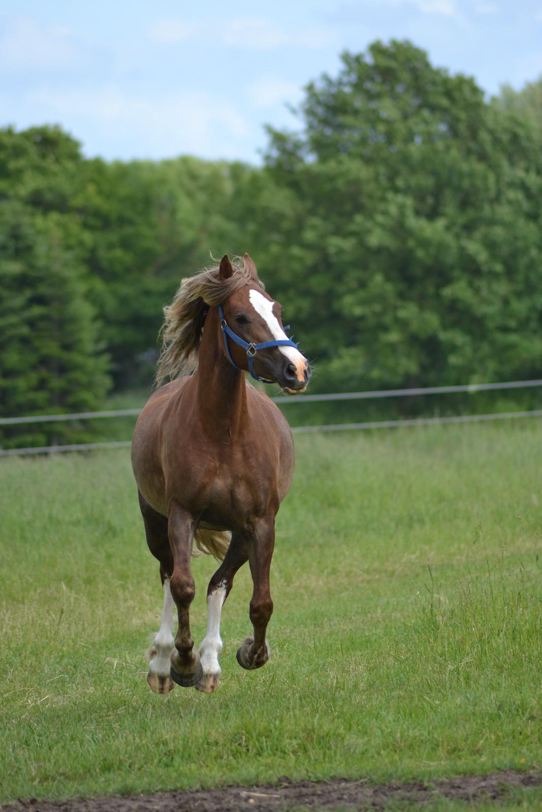 Welsh Cob (sec D) Epona *prinsesse* billede 15