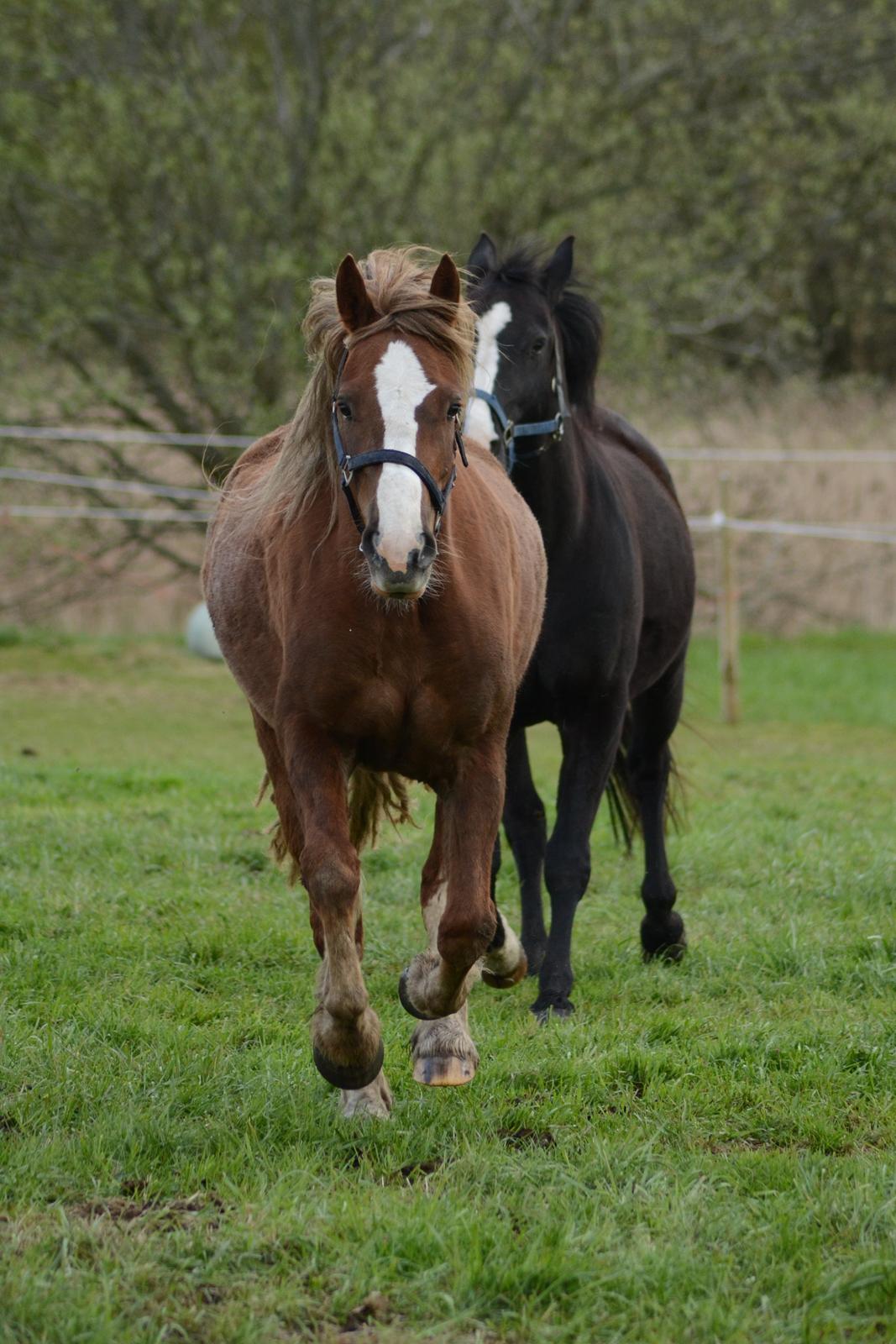 Welsh Cob (sec D) Epona *prinsesse* billede 17