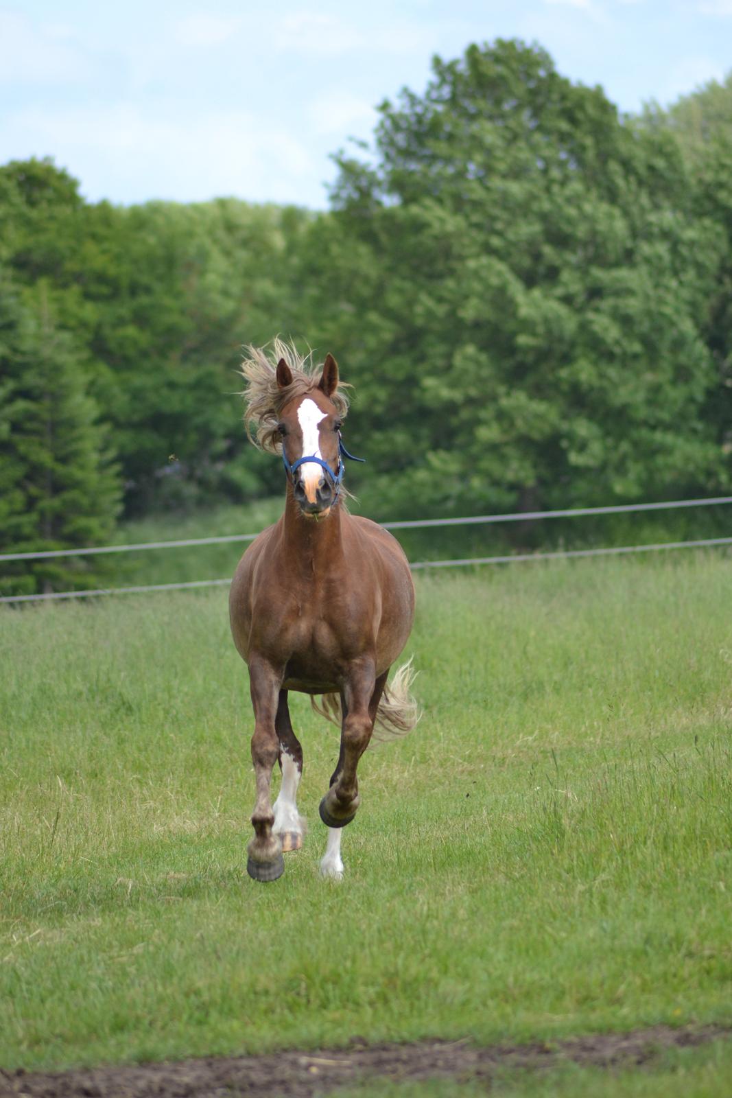 Welsh Cob (sec D) Epona *prinsesse* billede 18