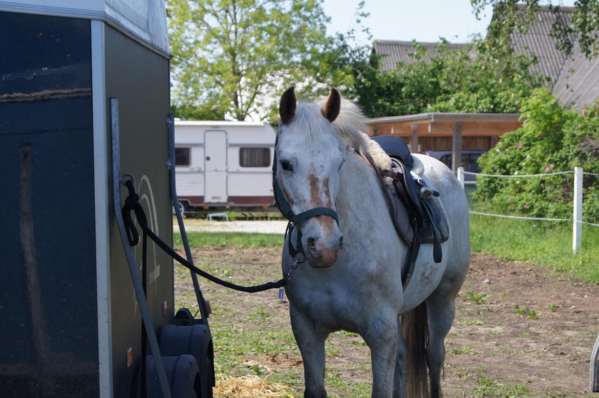 Anden særlig race KARIZMA [Tidl. Lånepony] billede 1
