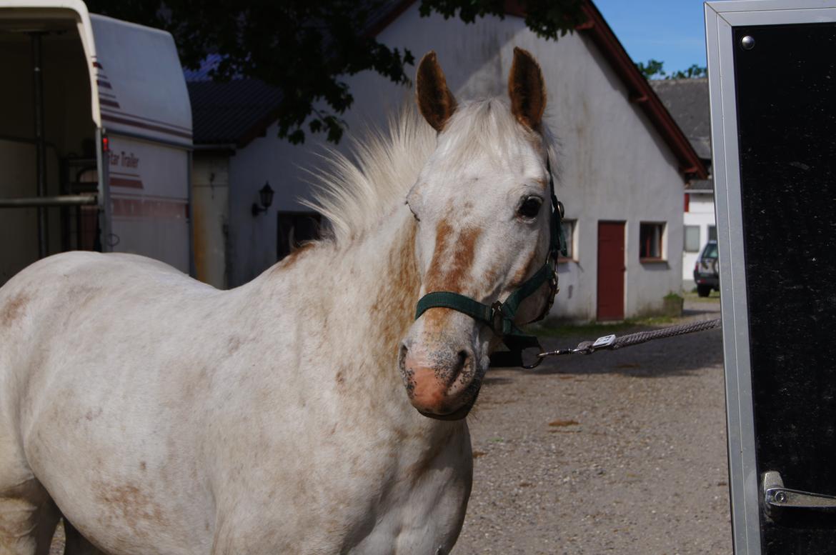 Anden særlig race KARIZMA [Tidl. Lånepony] billede 8